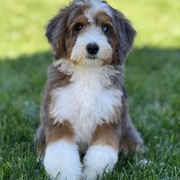 Saki - Bernedoodle