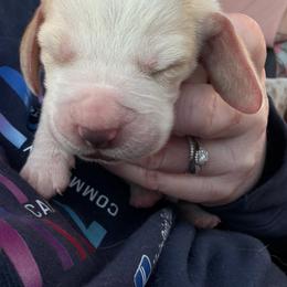Boy 6 - Red and white male Basset Hound puppy in Iowa from Tabitha's Basset Hounds