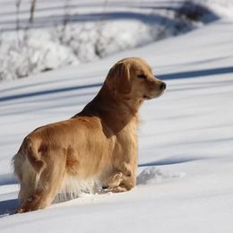 Golden Retrievers from Redhill Springs Goldens