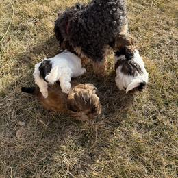 Shihpoo and Shih Tzu Puppies from Goracke Family