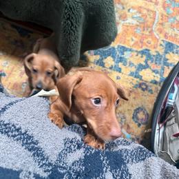 Ford - Red male Dachshund puppy in Davison, Michigan from Brimstone Hollow Dachshunds
