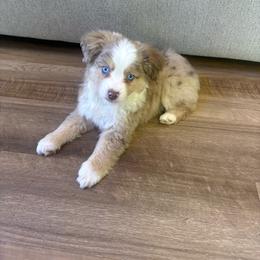 Miller - Red merle male Toy Australian Shepherd puppy in Union Grove, North Carolina from Grove Farm