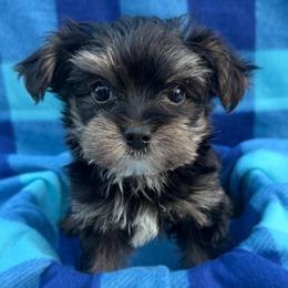 Rocky - Black and tan male Yorkshire Terrier puppy in Palm Coast, Florida from Fiesta Pups