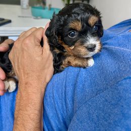 Cavapoo Puppies from The Cavapoo Club