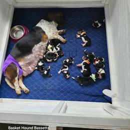 Sky (pink collar) - Black brown and white female Basset Hound puppy in Big Rapids, Michigan from Basket Hound Bassets