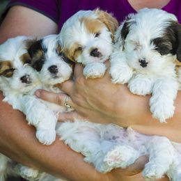 Cavapoo and Goldendoodle Puppies from Hearts Full of Puppies
