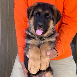 Purple collar - Black and red female German Shepherd puppy in Stockton, California from Zaragoza German Shepherds