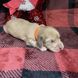Orange Collar - Cream male Dachshund puppy in Bullard, Texas from Mimidachs of Texas