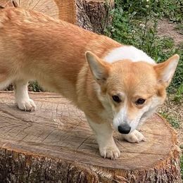 Jessie - Pembroke Welsh Corgi