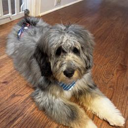 Bluey - Bernedoodle