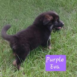 Eve Purple Collar - Black and red female German Shepherd puppy in Bedias, Texas from TiPi S Ranch's German Shepherds