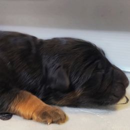 Boy 1 - Black and red male German Shepherd puppy in Charlotte, North Carolina from Zuflucht K9s