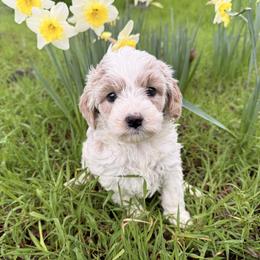 Cooper - Apricot male Cavapoo puppy in Redding, California from O’Hara  Doodles