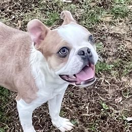 Biscuit - Boston Terrier