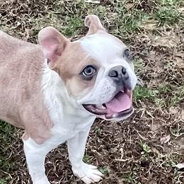 Biscuit - Boston Terrier
