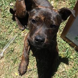 Border Collies, Sporty Mixes, Staffordshire Bull Terriers, and Whippets from Painted Stars Farm