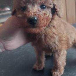 Gingerbread Cookie - Red  male Poodle puppy in Sandpoint, Idaho from Teddy Bear Toy Poodles