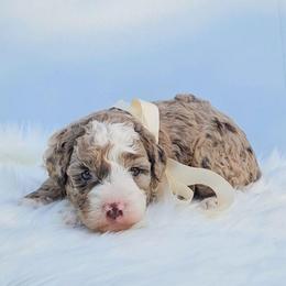 Lavender - Chocolate merle female Bernedoodle puppy in Russell Springs, Kentucky from 270 Doodles