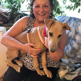 Greyhound Puppies from WINDROCK LLC