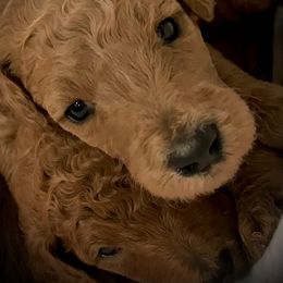 Poodle Puppies from Prissy Pants Poodles LLC