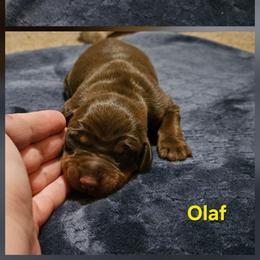 Olaf - Red and rust male Doberman Pinscher puppy in Mount Orab, Ohio from Heyne Kennels