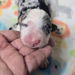 Patches - Blue merle female Bernedoodle puppy in Austin, Texas from Austin Doodles & Poodles