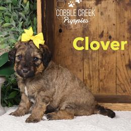 Clover - Sable female Bernedoodle puppy in Heyworth, Illinois from Cobble Creek Puppies