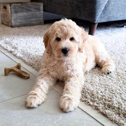 Winnie - Cream female Goldendoodle puppy in Rochester, New York from Sandy Creek Doodles