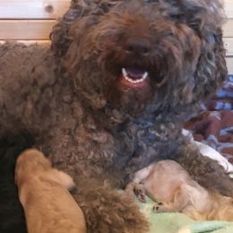Australian Labradoodles from Just Doodling Around