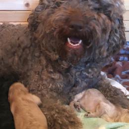 Australian Labradoodles from Just Doodling Around