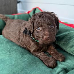 Snickers - Chocolate male Goldendoodle puppy in Miami, Florida from Jade’s Paws & Co. Of Miami LLC