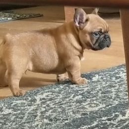 French Bulldog and Labrador Retriever Puppies from Rare Pearl Labradors and Belle Rouge Frenchies