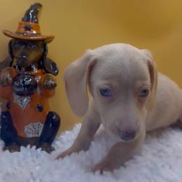 Boy 1 - Cream male Dachshund puppy in Bakersfield, California from KC Doxies