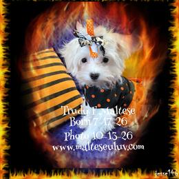 Trudy F Maltese - White female Maltese puppy in Silverhill, Alabama from Malteseuluv’s Tiny Treasurers