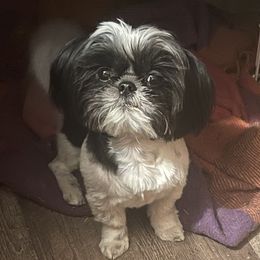 Prophet - Shih Tzu