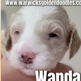 Wanda- Peach Collar - Parti female Goldendoodle puppy in Fort Worth, Texas from Stacy Warwick