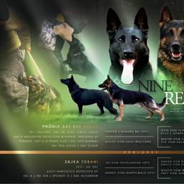 German Shepherd puppies from Nine Realms German Shepherds