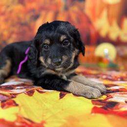 Mary Jane (Purple Collar) - Tri-color female Bernedoodle puppy in Lake Panasoffkee, Florida from Donnas Deluxe Doodles LLC
