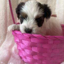 Stella - Parti female Yorkshire Terrier puppy in Summersville, Missouri from Combs’ Yorkies