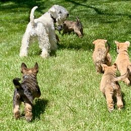 Soft Coated Wheaten Terrier Puppies from Karli Mueller