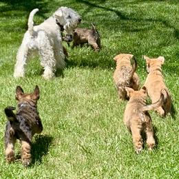 Soft Coated Wheaten Terrier Puppies from Karli Mueller