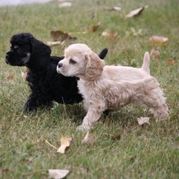 Buff boy - Buff male Cocker Spaniel puppy in Breckenridge, Michigan from Keto Kennels