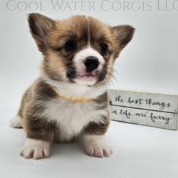 Hermonie - Red female Pembroke Welsh Corgi puppy in Kiowa, Colorado from Cool Water Corgis LLC