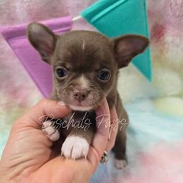 Rodger - Chocolate and white male Chihuahua puppy in Bowdon, Georgia from Paschal's Pups