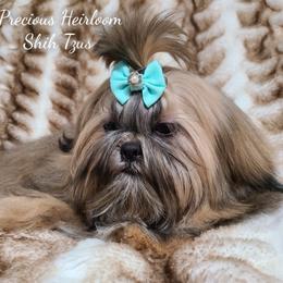 Canyon - Shih Tzu