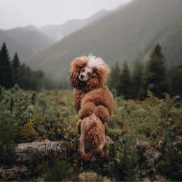 Adeline 💎 - Poodle