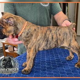 Rocco - Chestnut brindle male Cane Corso puppy in Warren, Ohio from Northeast Ohio Cane Corso