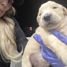 Frost - Golden female Golden Retriever puppy in Greenbrier, Tennessee from Glambleberry Goldens