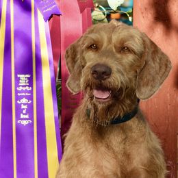 Duncan - Wirehaired Vizsla