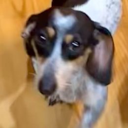 Jessie - Dachshund